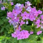 Phlox maculata Λουλούδι