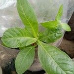 Gynura procumbens Folha