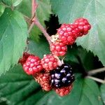 Rubus gratus Frukt