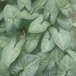 Syngonium podophyllumBlad