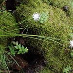 Juncus thomsonii Агульны выгляд