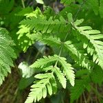 Gymnocarpium dryopteris ഇല