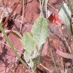 Eriogonum gracile ᱛᱟᱦᱮᱸ