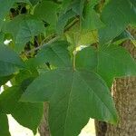 Liquidambar formosana Φύλλο