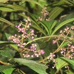 Miconia ligulata Фрукт