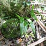 Angraecum calceolus Habitat