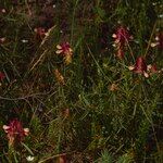 Melampyrum cristatum Flower