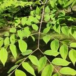 Gymnocladus dioicus Leaf