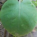 Pyrola asarifolia Leaf