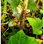 Lapsana communis 樹皮