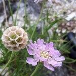 Lomelosia graminifolia Fleur
