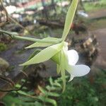 Angraecum eichlerianum Flower