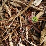 Mimosa quadrivalvis Flower