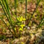 Scheuchzeria palustris 花