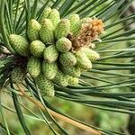 Pinus rigida Virág