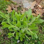 Erigeron pulchellus 葉