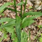 Phyteuma nigrum Folla