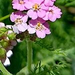 Achillea salicifolia