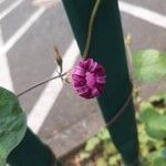 Ipomoea purpureaFlor