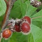 Rhus aromatica Плод