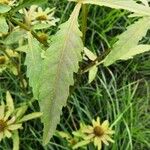 Bidens radiata पत्ता