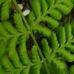 Dryopteris carthusiana Foglia