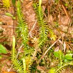 Lycopodium annotinum Лист