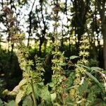 Stachys sylvatica Frucht