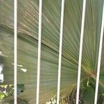 Livistona chinensis Folha