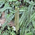 Asplenium trichomanes Φρούτο
