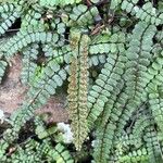 Asplenium trichomanes ഫലം