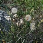 Podospermum laciniatum Plod
