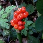 Arum maculatum Frutto