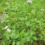 Ageratum conyzoidesLeaf