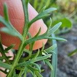 Leucanthemum monspeliense Yaprak