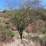 Commiphora baluensis Habitus