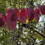 Cornus sanguineaFolla