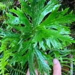 Ranunculus cortusifolius Leaf