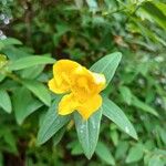 Hypericum patulum പുഷ്പം