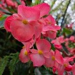 Begonia coccinea 花