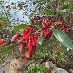 Erythrina crista-galli Çiçek