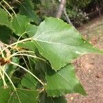 Populus x canadensis Frunză