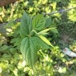 Celtis africana Leaf