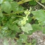 Parietaria floridana Flor