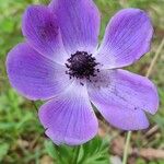 Anemone coronaria Flower