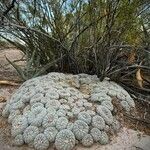 Lophophora diffusa Συνήθη χαρακτηριστικά