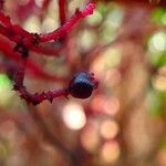 Daenikera corallina Fruit