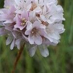 Armeria arenaria 花