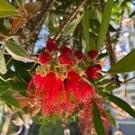 Callistemon citrinusFlower