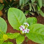 Pseuderanthemum maculatum Blomst